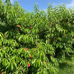 Deep Color Peach Tree Plant Live, Well-Rooted Fruit Tree, 1-2 Ft Tall