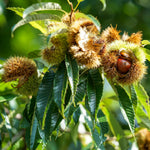 2 Chestnut Trees Bare Roots 2–3 Feet, Hardy Nut Tree Starter, Outdoor Orchard and Landscape Tree