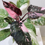 Philodendron Plant Prince of Pink Live Plant - 4-9" Tall Houseplant Ornaments Perennials Garden Growing Planting Can Grow