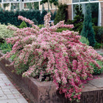 Variegated Weigela Shrub Live Plant, Outdoor Shrub, 1-2 Ft Tall