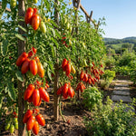 San Maranzo Tomato Live Plant, 2 Plant Per Pot, Red Tomato Plant 5-8" Tall