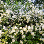 Mock Orange Shrub in Quart Pot, 6-12 Inches Tall, Fragrant Flowering Shrub, Easy Grow Garden Plants