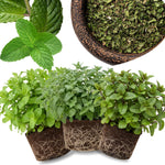Set of 3 Mixed Mint Plants Live, Easy Grow Indoor Outdoor Herb Plants, Well Rooted Cold Hardy Herbs