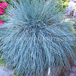 2 Blue Fescue Grass Plants Live for Spring Planting, Size 5-9" in Tall, Oranamental Grass for Outdoor Indoor