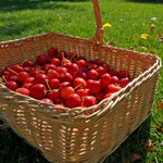 Red Crabapple Tree Live Plant in Quart Pot, Ornamental Fruit-Bearing Trees for Outdoor Planting, Hardy Flowering Landscape Plants