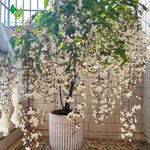 Light Bulb Clerodendrum Wallichii Live Plant, 5–8” Starter Chains of Glory Shrub for Patio, Containers & Garden Landscaping, Clerodendrum Schmidtii Like