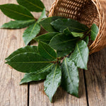 Bay Leaf Tree Live 4-7 Inches Tall, Laurus Nobilis, Fragrant Herb Plant for Garden, Patio Containers and Indoor Decor