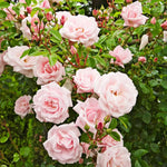 Climbing Roses Live Plants, Rose Bushes Ready to Planting, No Pot, Cut Back, Well Rooted, 6-8 Months Old (New Dawn)