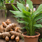 10 Turmeric Roots for Planting, Top Size Curcuma Turmeric Rhizomes, Hardy Perennial Herb Plants for Growing Outdoors