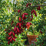 Red Finger Lime Tree Live Plant, Citrus Plant Live Garden, 1-2 Feet Tall, Fruit Gardening, Finger Lime Plant Pot 1 Gallon