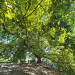 5 Sycamore Tree Plant Bare Roots, 1 to 2 Feet Tall, Sycamore Shade Bare Roots, Shrub Bush Garden