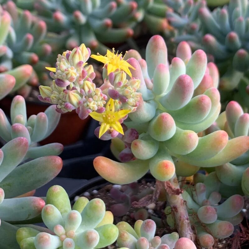 Sedum Green Jelly Beans Plant, Sedum Pachyphyllum Rose - 4 Inches Pot - Live Succulents Plant Indoor House Plant