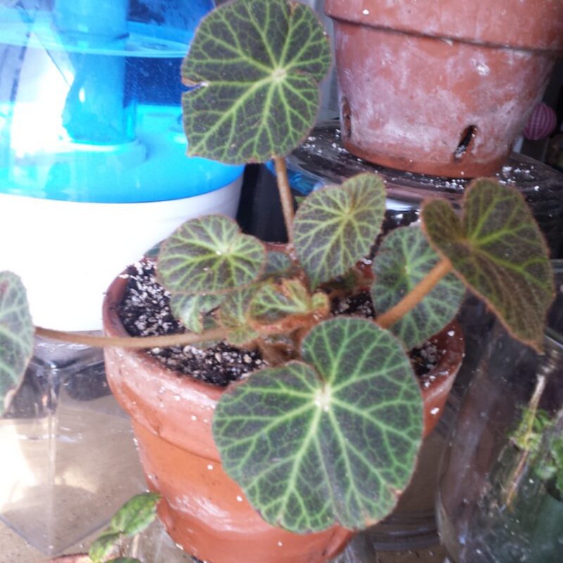 Klemmei Begonia Plant Potted