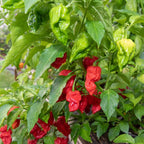 Red Dragon's Breath Pepper Plants Live - 10 Count - 70 Days Old Hottest Chili Pepper Plant - Dragon Breath Pepper Grow in Zones 9-11