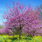 25 Eastern Redbud Trees Seedlings Bare Roots - 6-12” Tall