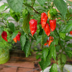 Red Dragon's Breath Pepper Plants Live - 4 Count - 70 Days Old Hottest Chili Pepper Plant - Dragon Breath Pepper Grow in Zones 9-11