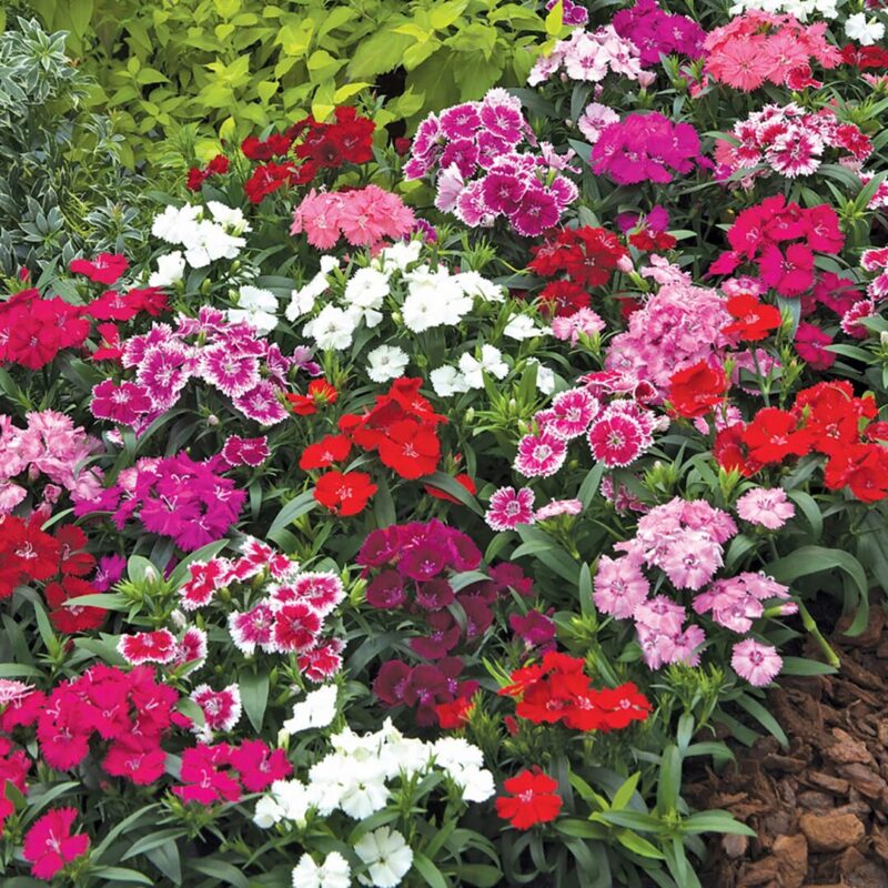 Set 10 Dianthus Mixed Dwarf and Tall, Mixed Colors