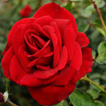 Red Rose Bush