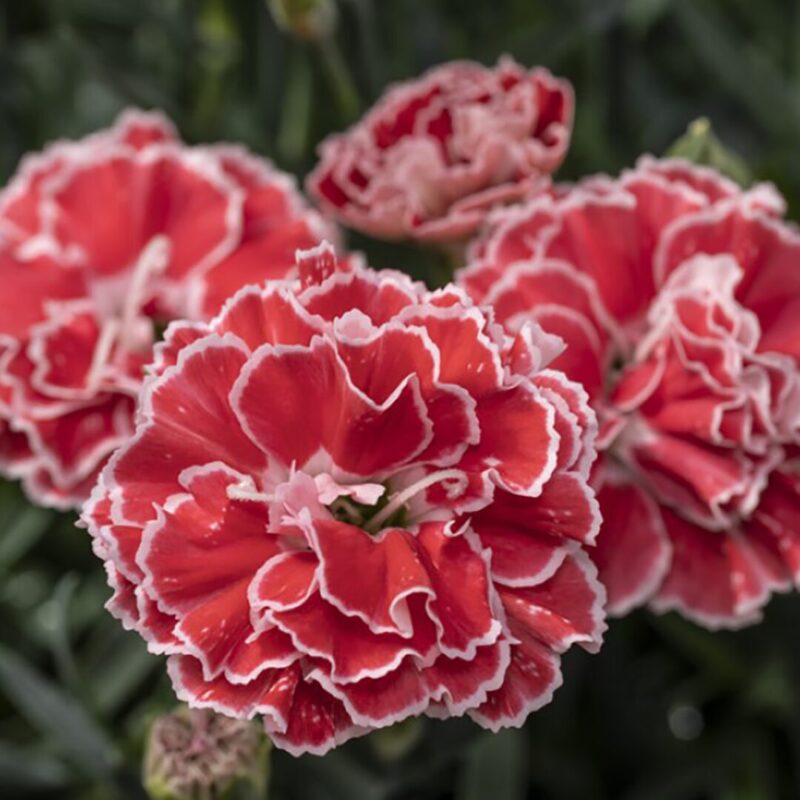 Set 10 Dianthus Mixed Dwarf and Tall, Mixed Colors