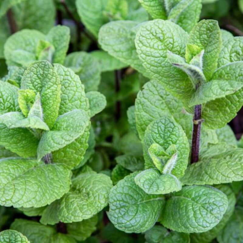 Strawberry Mint Plants Live - 5 to 7 Inch Tall- Fresh Heirloom Mint Plant - Culinary Herb - Indoors Outdoors - Spring/Fall Planting