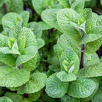 Strawberry Mint Plants Live - 5 to 7 Inch Tall- Fresh Heirloom Mint Plant - Culinary Herb - Indoors Outdoors - Spring/Fall Planting