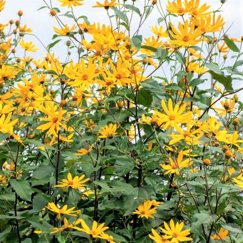 5 Jerusalem Artichoke Tubers For Planting - Organic Sunchoke, Sunroot Tubers - Freshly Dug - Outdoors - Zone: 3 to 9 - Spring, Fall Planting