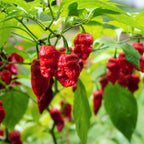 Red Dragon's Breath Pepper Plants Live - 4 Count - 70 Days Old Hottest Chili Pepper Plant - Dragon Breath Pepper Grow in Zones 9-11