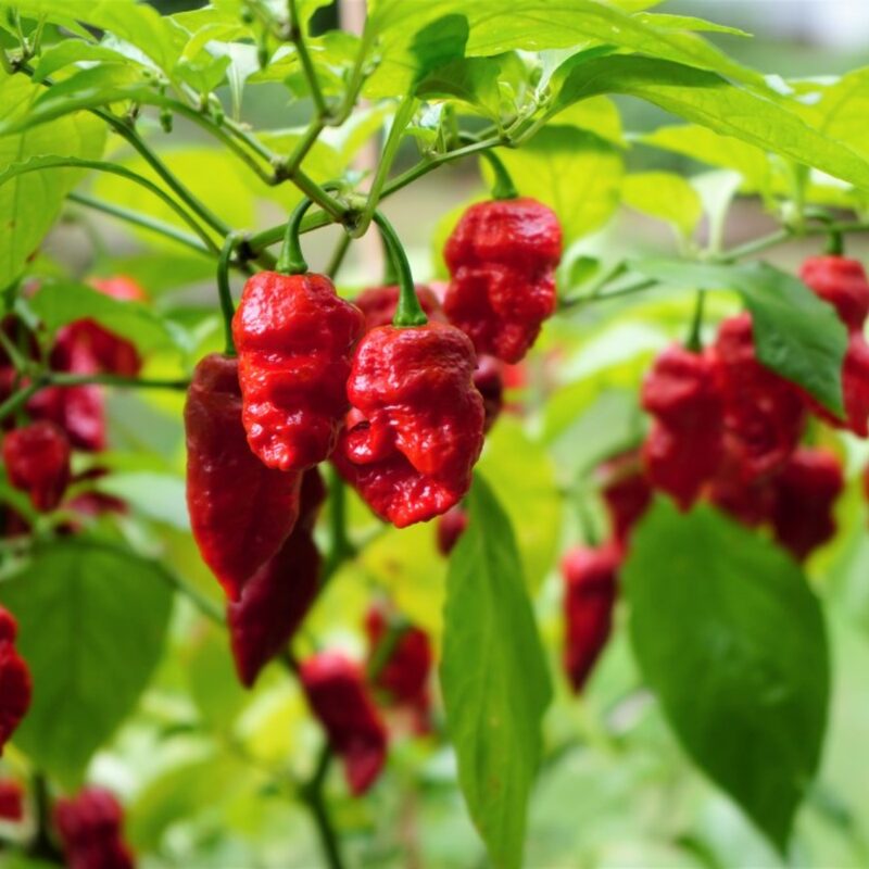 Red Dragon's Breath Pepper Plants Live - 4 Count - 70 Days Old Hottest Chili Pepper Plant - Dragon Breath Pepper Grow in Zones 9-11
