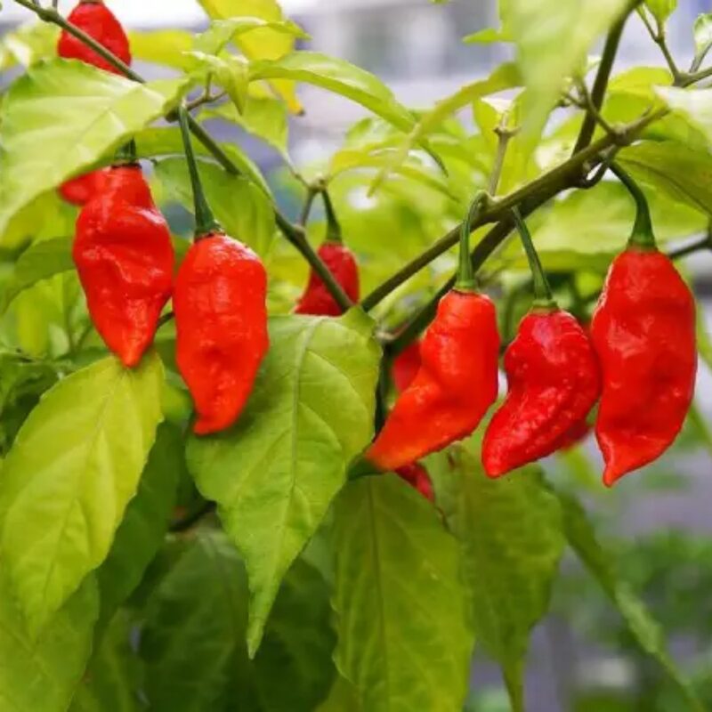 Red Dragon's Breath Pepper Plants Live - 10 Count - 70 Days Old Hottest Chili Pepper Plant - Dragon Breath Pepper Grow in Zones 9-11