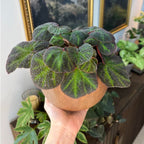 Klemmei Begonia Plant Potted