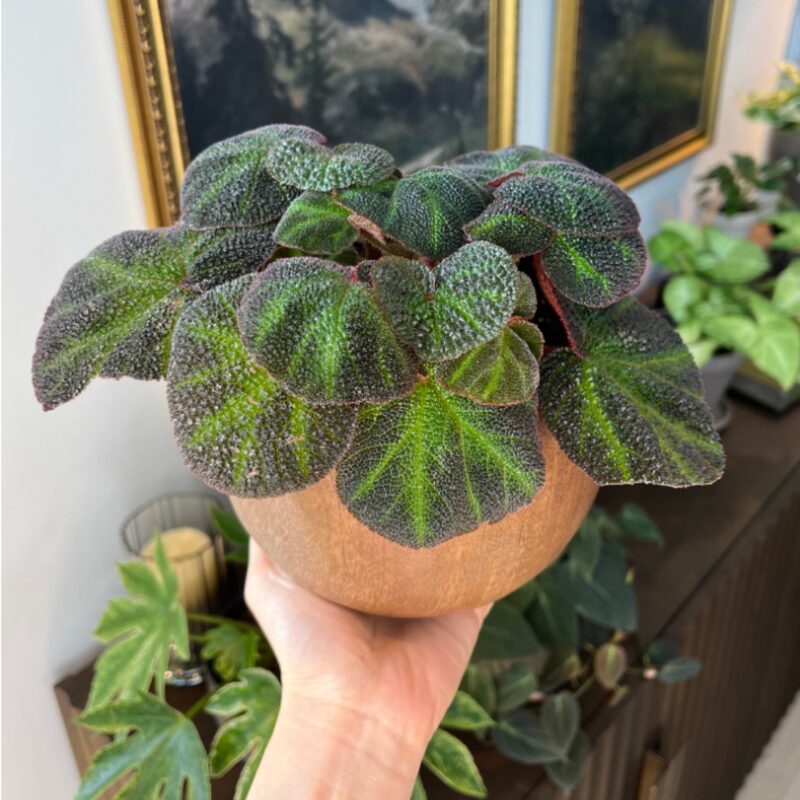 Klemmei Begonia Plant Potted