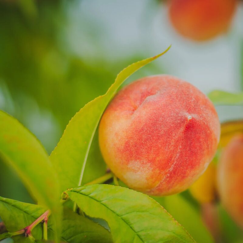 Beauty Live Peach Tree Grafted Plant in 3 Gallon Pot, Large Peach Tree Live Plant, 3-4 Feet in Tall, No, CA, Peach Tree Plant Well-rooted for Planting