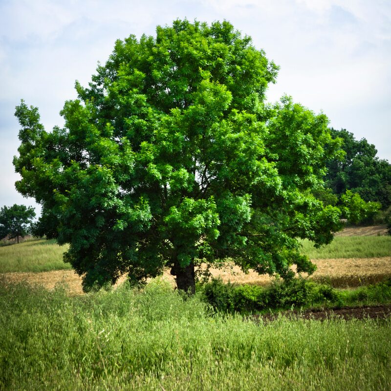 Dwarf Chinkapin Oak Tree - 1 To 2 Feet Height Bareroot - Deciduous Tree - Sweetest Tasting Acorns