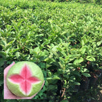 Set 4 Guava Live Plants