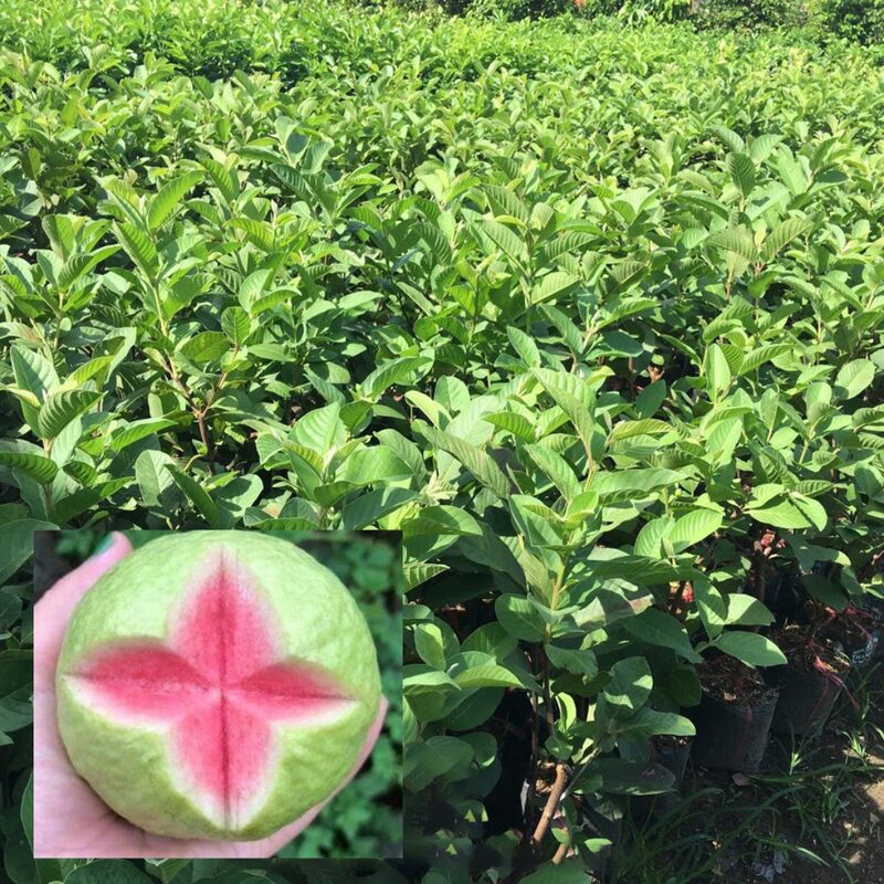 Set 4 Guava Live Plants