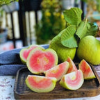 Guava Tree Live Plant