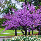 25 Eastern Redbud Trees Seedlings Bare Roots - 6-12” Tall