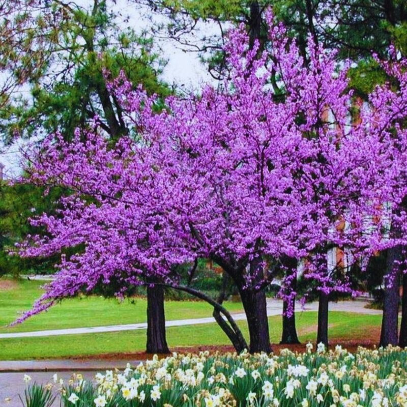 25 Eastern Redbud Trees Seedlings Bare Roots - 6-12” Tall