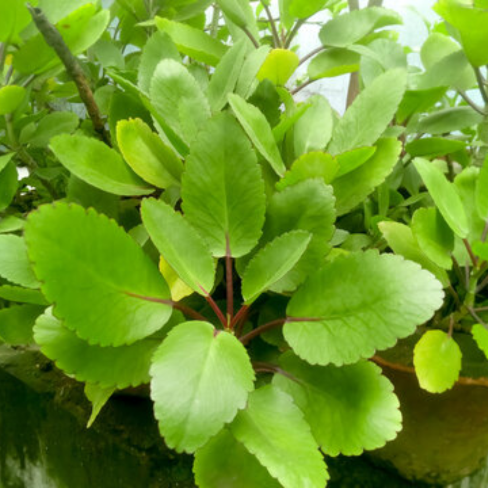 Kalanchoe Pinnata Plant, Miracle Leaf of Life 4 Inc Pot