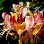 Pack 20 Goldflame Honeysuckle Plants Live Vines - 6-10" in Pot