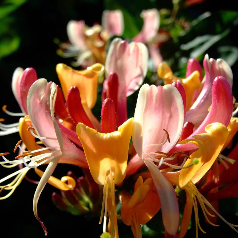 Pack 20 Goldflame Honeysuckle Plants Live Vines - 6-10" in Pot