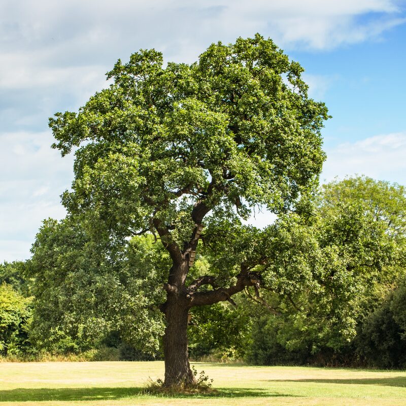 Dwarf Chinkapin Oak Tree - Rooted Plant 2 Feet Height - Chinkapin Chestnut Quercus Muehlenbergii - Outdoor Tree