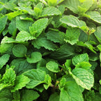 Spearmint Plants Live - 5 to 7 Inch Tall - Fresh Heirloom Mint Plant - Culinary Herb - Indoors Outdoors - Spring/Fall Planting