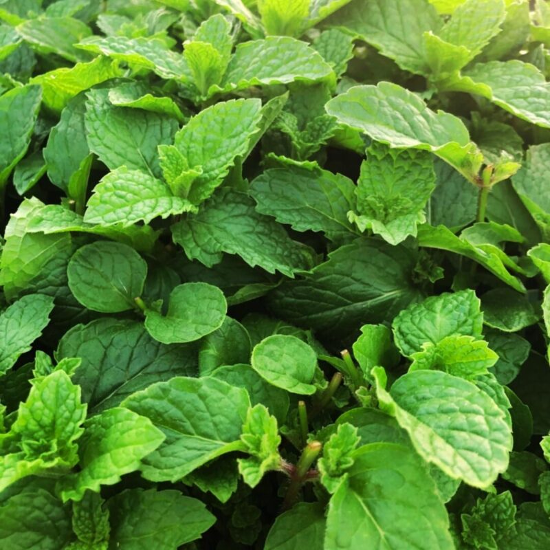 Spearmint Plants Live - 5 to 7 Inch Tall - Fresh Heirloom Mint Plant - Culinary Herb - Indoors Outdoors - Spring/Fall Planting