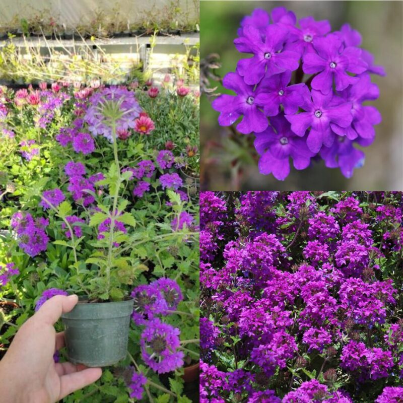 6 Purple Verbena Perennial Ground Cover