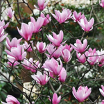 Ann Magnolia Plant Live 6-12 Inch Tall