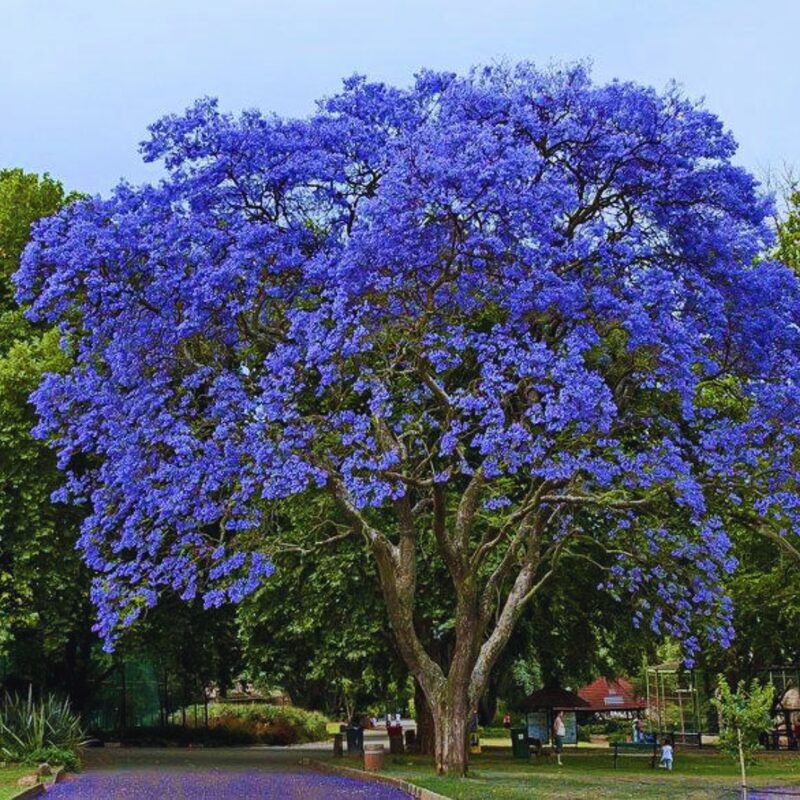 12 Purple Blue Jacaranda Mimosifolia Tree Live Plant Great for Bonsai - Zones 9-11