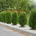 10 Murray Cypress Trees Live Plants Hedge Privacy - Zone: 5-9