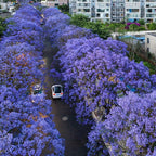 6 Purple Blue Jacaranda Mimosifolia Tree Live Plant Great for Bonsai - Zones 9-11