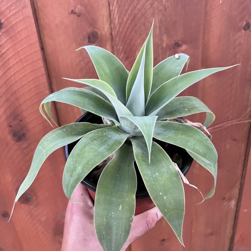 2 Green Fox Tail Agave Attenuata Plants for Sale - 4" Well Rooted, No Pot